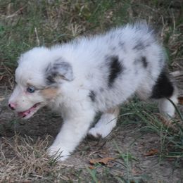 Kimi - Blue merle female Australian Shepherd puppy in Clinton, Missouri from RockyTop Hearts