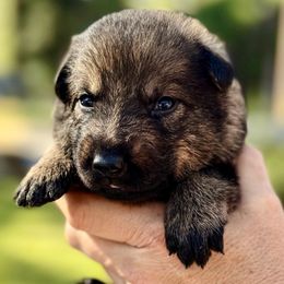 Merica - Sable female German Shepherd puppy in Sonora, California from Elite Haus K9