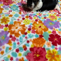 Paisley - Parti female Yorkshire Terrier puppy in Dierks, Arkansas from Yorkie’s Klassie Kreations