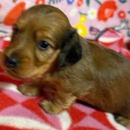 AKC Shaded Red Male - Red male Dachshund puppy in Sumrall, Mississippi from JP’s Dachshunds