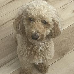 Sadie - Goldendoodle