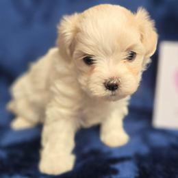 Pink Girl - White female Maltipoo puppy in Sahuarita, Arizona from Cowgirl's Legacy Maltipoos