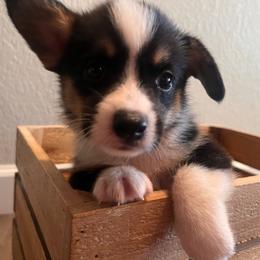 Jack - White and black male Pembroke Welsh Corgi puppy in Arkansas from CanaanCorgis