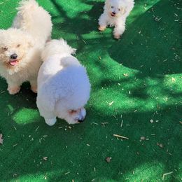 Yoshi - Bichon Frise