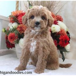 Joey - Apricot male Goldendoodle puppy in Swartz Creek, Michigan from Michigan Doodles