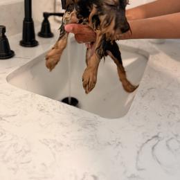 Old English Sheepdog, Poodle, Sheepadoodle, and Yorkipoo Puppies from Love Tallulah Sheepadoodles LLC