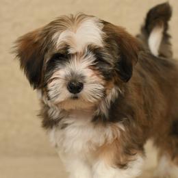 Griffin - Havanese