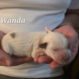 Wanda - Merle female Bernedoodle puppy in Blackfoot, Idaho from Draper Mountain Doodles