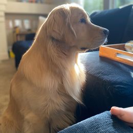 Golden Retriever All Grown Up from Beachwood Golden Retrievers