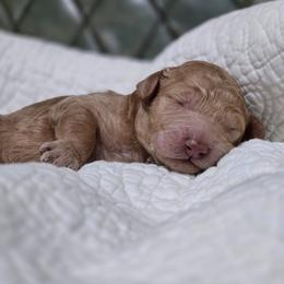 Toffee - Red  male Poodle puppy in Conroe, Texas from Pear house farm