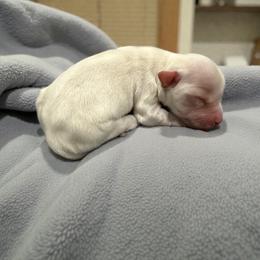 Romeo - White male Havanese puppy in Cadwell, Georgia from Hashtag Havenese