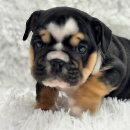 Flipflop - Black tri-color female Bulldog puppy in Clever, Missouri from Crystals Bulldog Bungalow