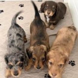 Dachshund puppies from Devoted Doxies Cream Dachshund