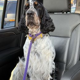 Stella - English Springer Spaniel
