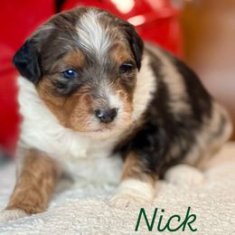 Nick - Blue merle male Aussiedoodle puppy in Burbank, Ohio from Berns & Doodles