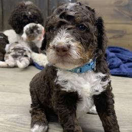 Colton - Tri-color male Bernedoodle puppy in New Ringgold, Pennsylvania from Hawk Mountain Doodles