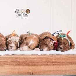 Bernedoodle and Goldendoodle Puppies from Hommel’s Mini Darling Doodles