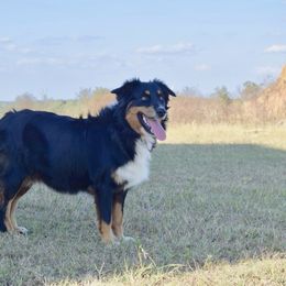 Laney - Australian Shepherd