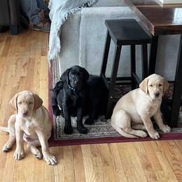 Labrador Retriever Puppies from Branley's Riverside Labradors