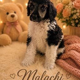 Malaki - Parti male Poodle puppy in Washington, Pennsylvania from Patriotic Poodles