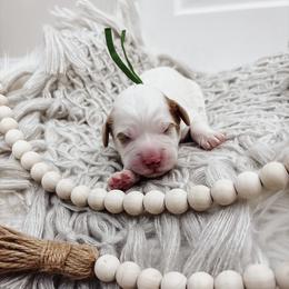 Green Boy - Parti male Goldendoodle puppy in Beecher, Illinois from Cherry Lane Doodles