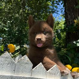 Rowan - Red and white male Siberian Husky puppy in Tulsa, Oklahoma from EvergreenEliteKennel