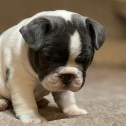 French Bulldogs from Flat Rock Frenchies