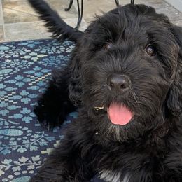 Portuguese Water Dogs from Sea and Sky Portuguese Water Dogs