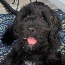 Portuguese Water Dogs from Sea and Sky Portuguese Water Dogs
