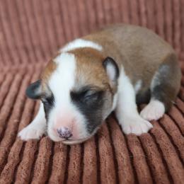 Kelly - Red and white male Cardigan Welsh Corgi puppy in Livermore, Colorado from Rowe Family