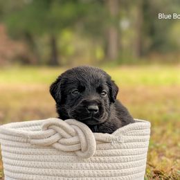Boy 1 - Black male Labrador Retriever puppy in Plant City, Florida from BAK Forty Ranch