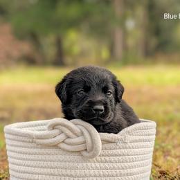 Boy 1 - Black male Labrador Retriever puppy in Plant City, Florida from BAK Forty Ranch