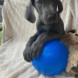 Great Dane Puppies from De Leon Danes