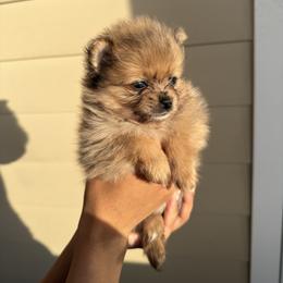 Eggos AKC - Chocolate merle female Pomeranian puppy in Hampton, Virginia from Hearts Of Love