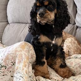 Juniper - Cocker Spaniel