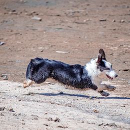 Cardigan Welsh Corgi Puppies from Glacier Cardigan Welsh Corgis