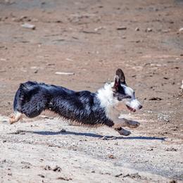 Cardigan Welsh Corgi Puppies from Glacier Cardigan Welsh Corgis