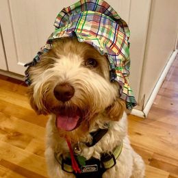 Australian Labradoodle All Grown Up from Lazy Mountain Labradoodles