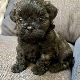 Assorted Doodle Crosses and Pekingese Puppies from Wild Flower Pekingese