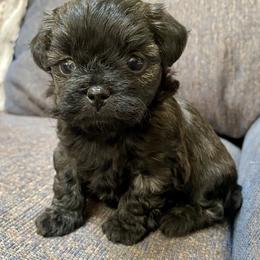 Assorted Doodle Crosses and Pekingese Puppies from Wild Flower Pekingese