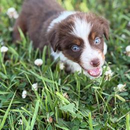 Red girl - Red tri-color female Miniature American Shepherd puppy in Osco, Illinois from Sonnenhügel Kennel, LLC