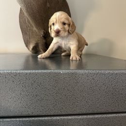 Rudy - Golden male English Cocker Spaniel puppy in Bainbridge, Georgia from Chapman Bird Dogs