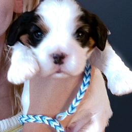 KIRBY - Tri-color male Cavapoo puppy in Lexington, Kentucky from Callaway's Cavaliers
