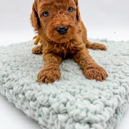 Monsoon - Apricot female Goldendoodle puppy in Sunman, Indiana from Brunsman Country Doodles LLC