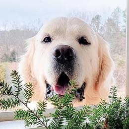 Kingsley - Golden Retriever