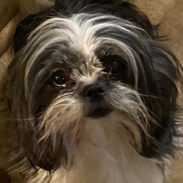Precious  - Shih Tzu