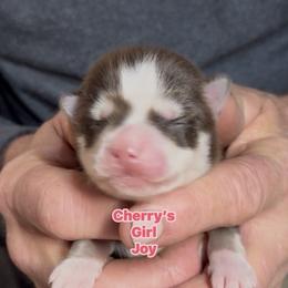 Joy - Red and white female Pomsky puppy in Spring Hill, Florida from PDQ Pomskies