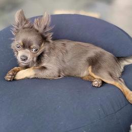 Girl 2 - Blue and tan female Chihuahua puppy in Polo, Missouri from Blue Tails Farm