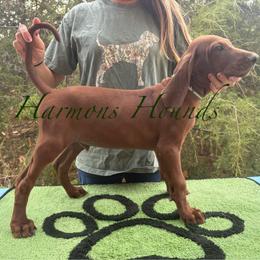 Hank - Red male Redbone Coonhound puppy in Mount Pleasant, Texas from Harmons Hounds