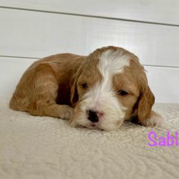 Sable - Red  female Goldendoodle puppy in Stanford, Kentucky from Holloway Goldendoodles